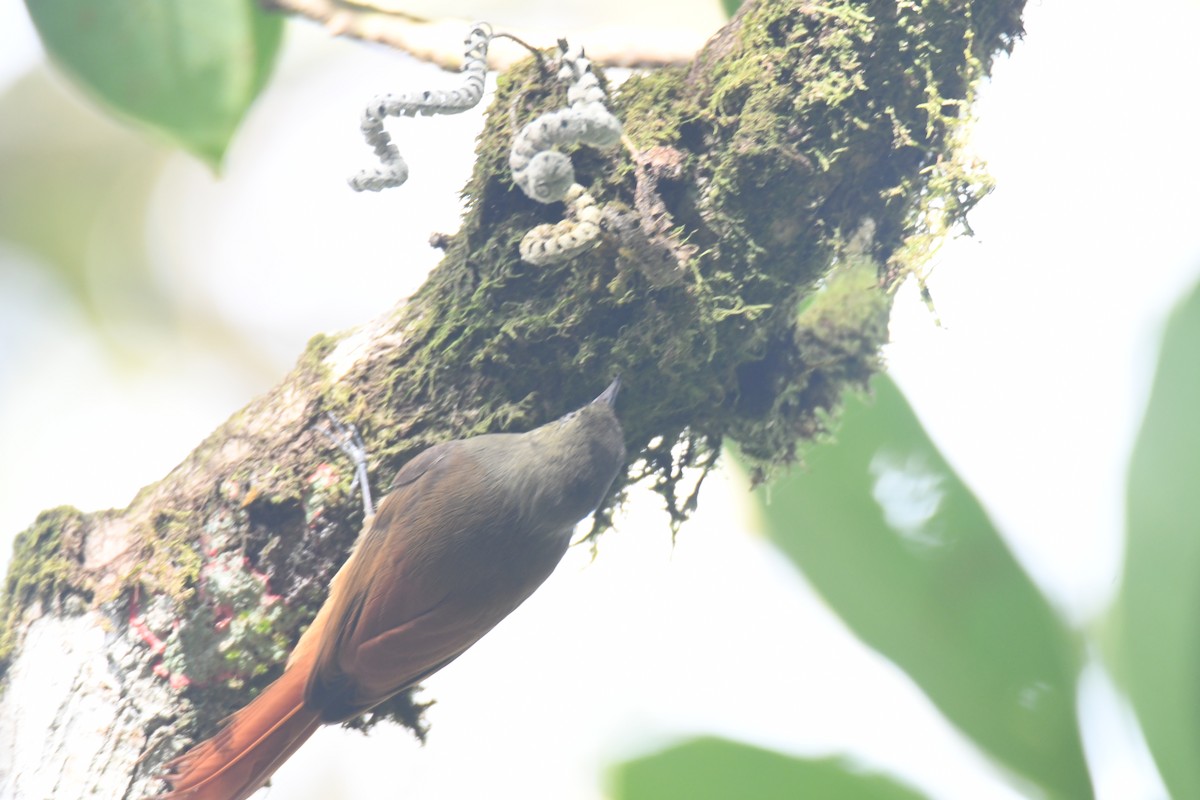 Olivaceous Woodcreeper - ML646161963