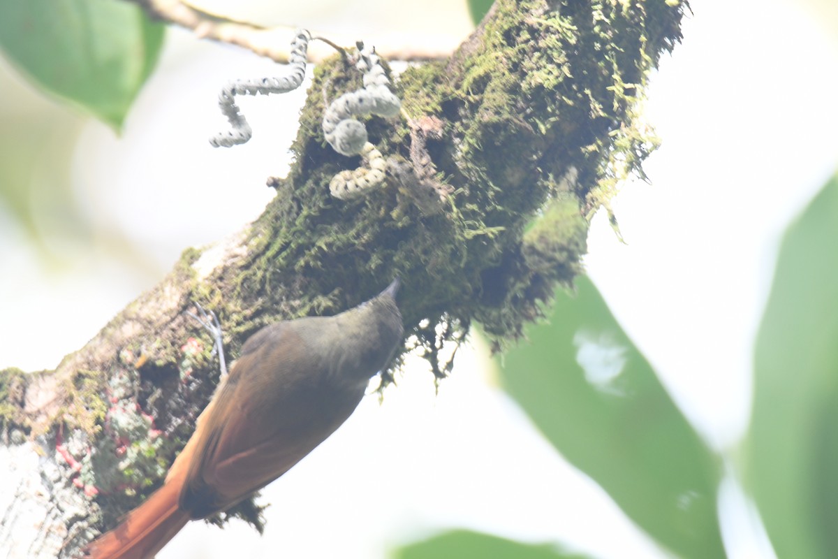 Olivaceous Woodcreeper - ML646161964