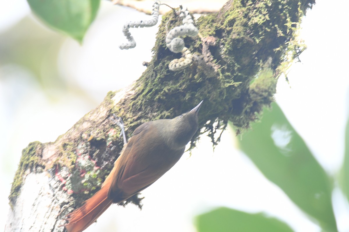 Olivaceous Woodcreeper - ML646161965