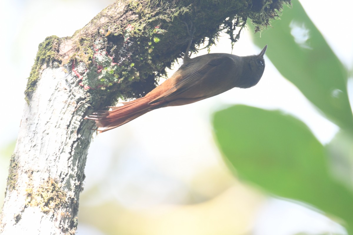 Olivaceous Woodcreeper - ML646161966