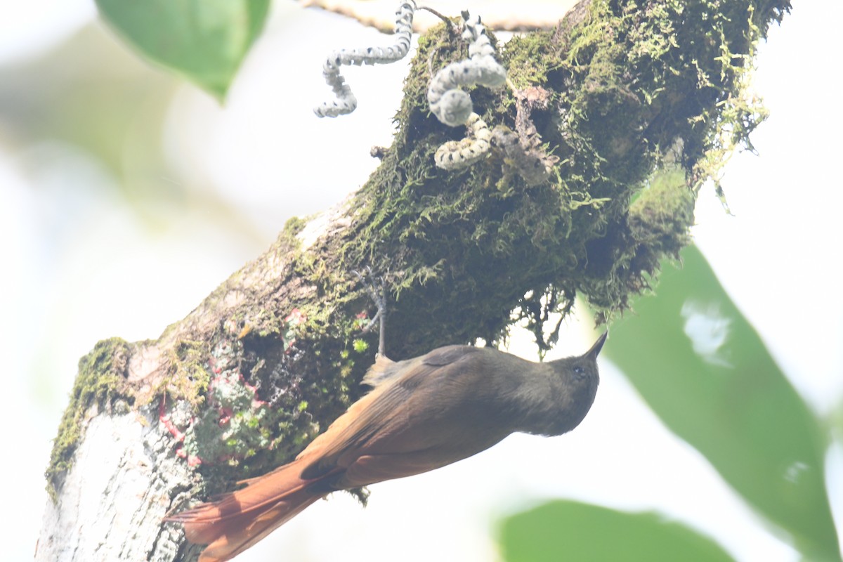 Olivaceous Woodcreeper - ML646161967