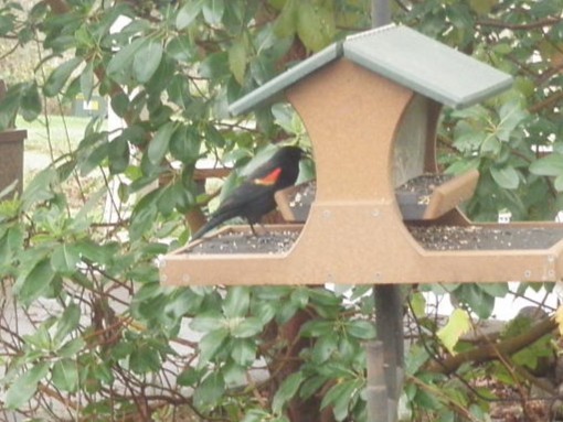 Red-winged Blackbird - ML646161973