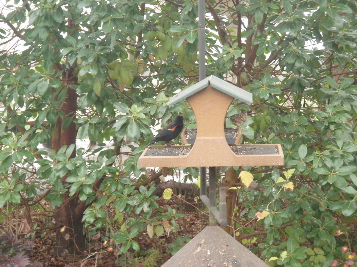 Red-winged Blackbird - ML646161975
