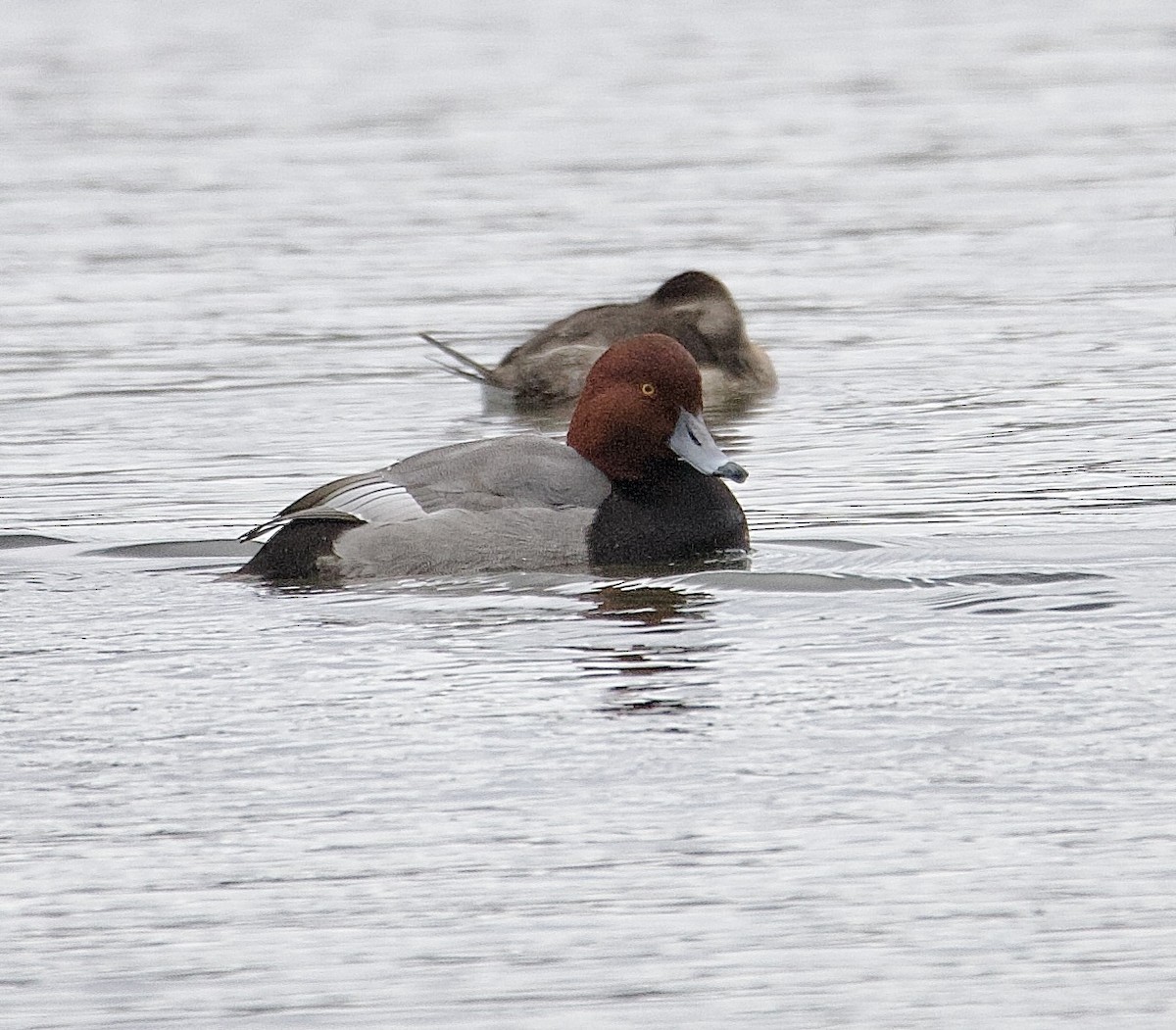 Redhead - ML646161978