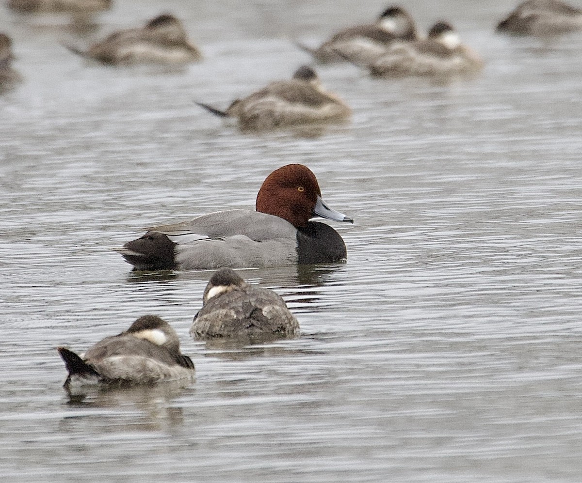 Redhead - ML646161979