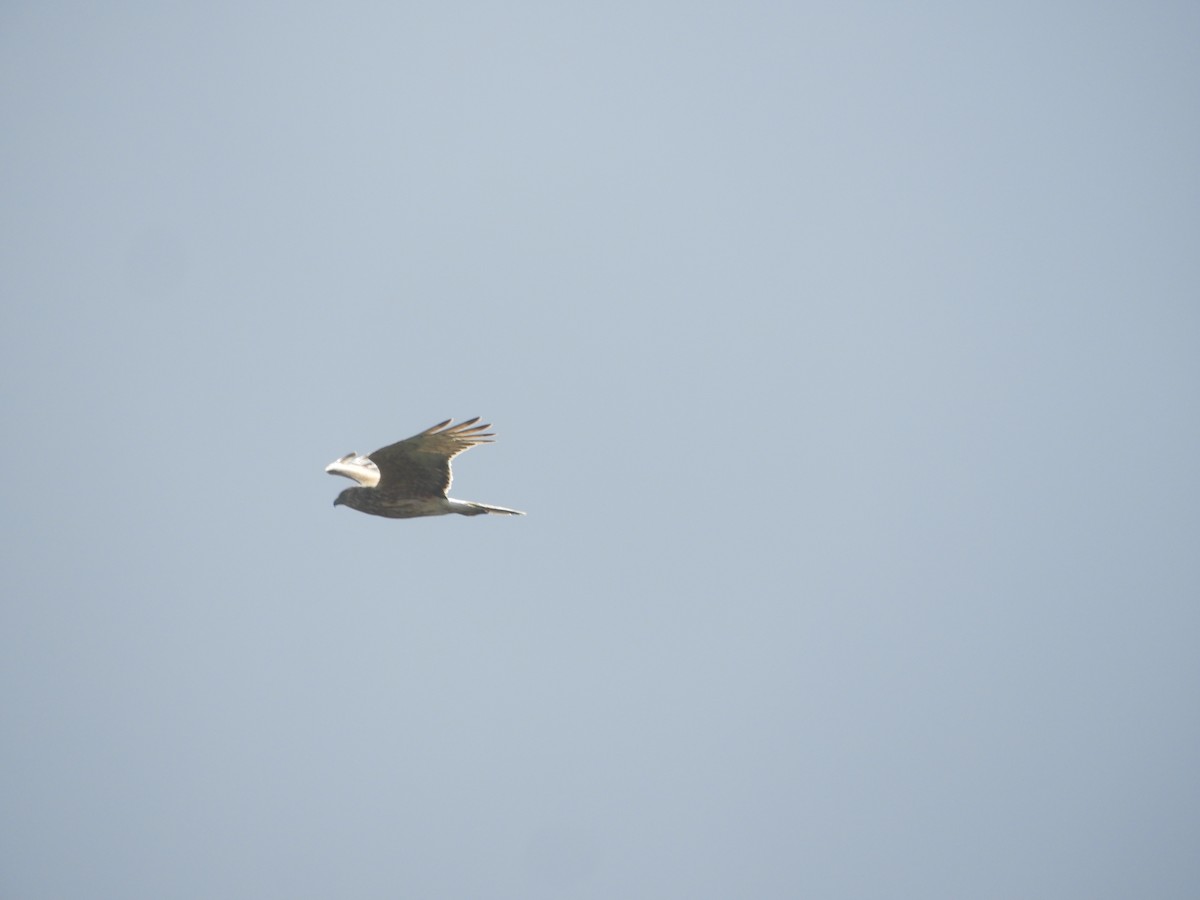 Swamp Harrier - ML646161980