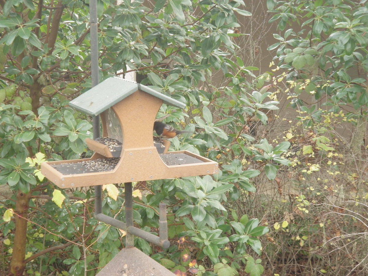 Spotted Towhee - ML646161982