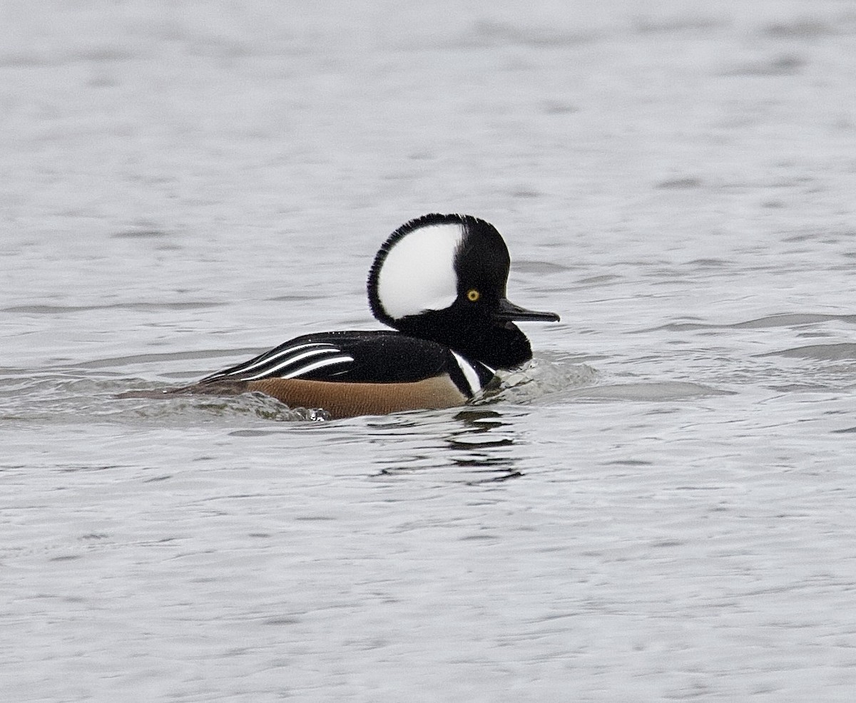 Hooded Merganser - ML646161988