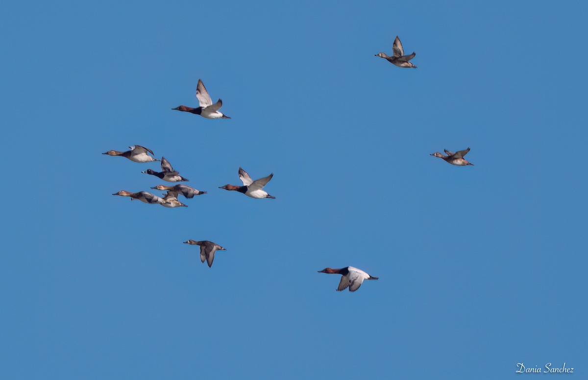 Fuligule à dos blanc - ML646161989