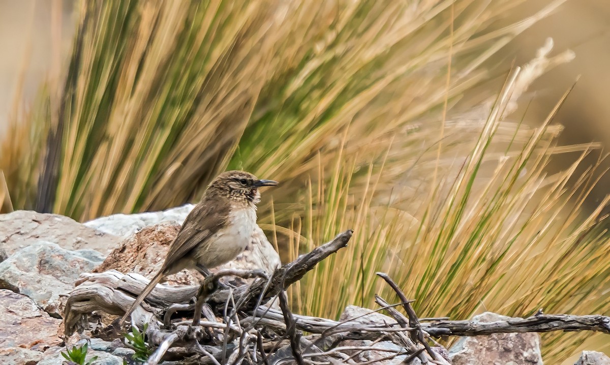 Streak-throated Canastero - ML646161991