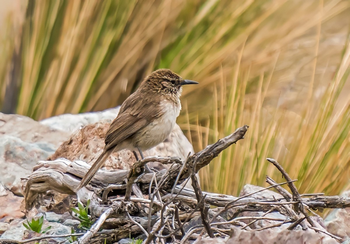 Streak-throated Canastero - ML646161993