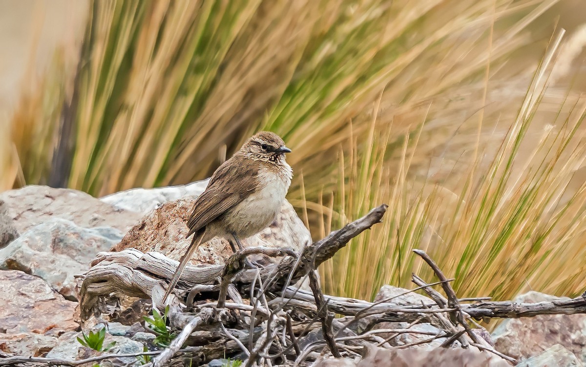 Streak-throated Canastero - ML646161994