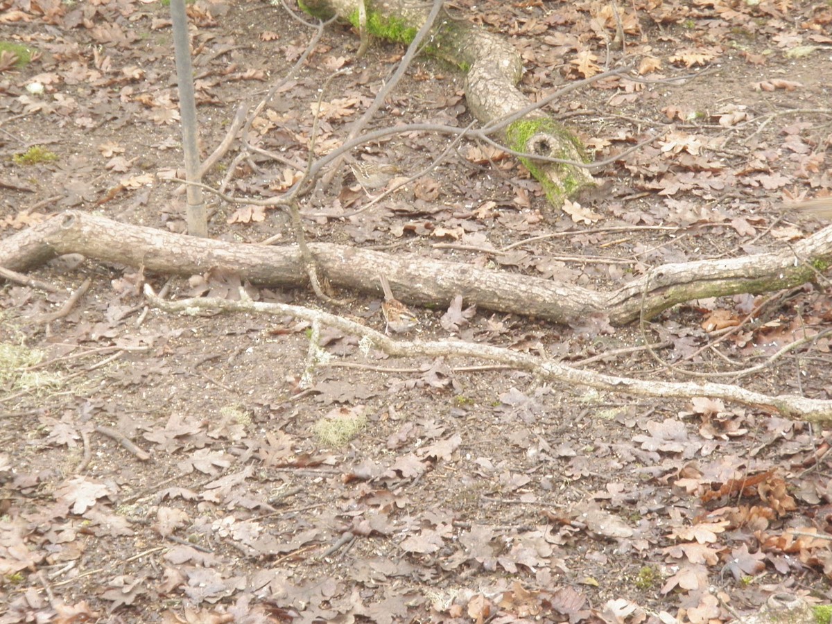 White-throated Sparrow - ML646161995