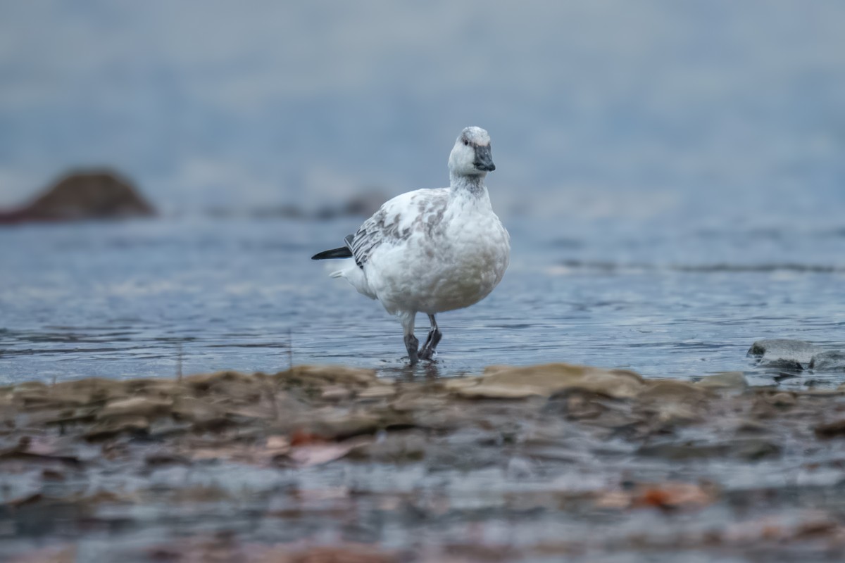 Snow Goose - ML646161996