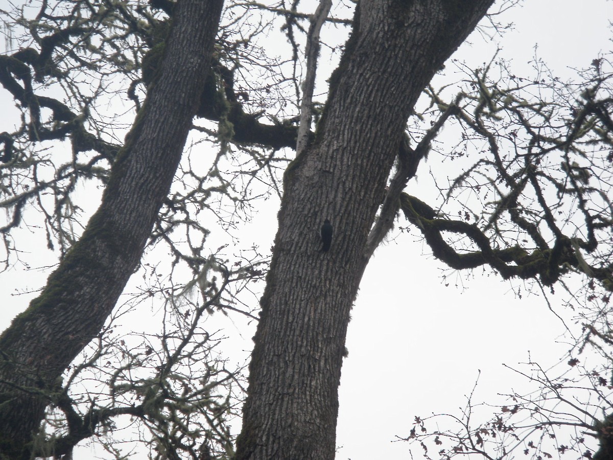 Acorn Woodpecker - ML646162007