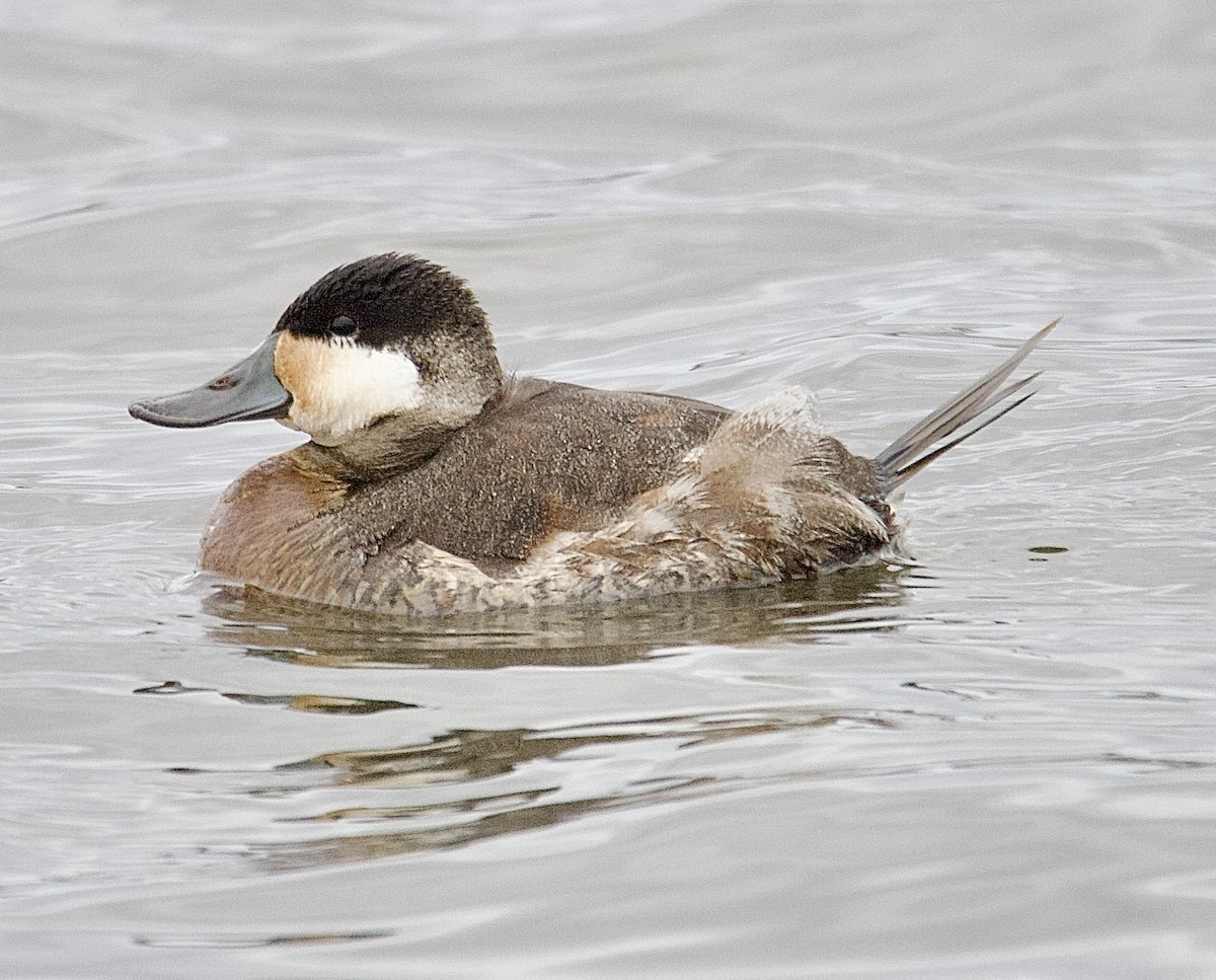 Ruddy Duck - ML646162008