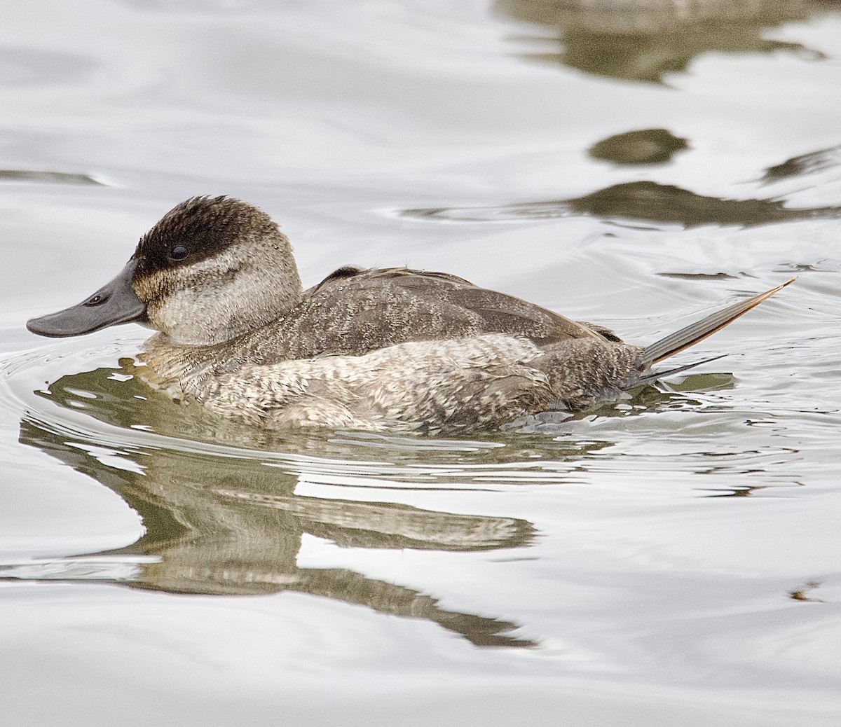 Ruddy Duck - ML646162009