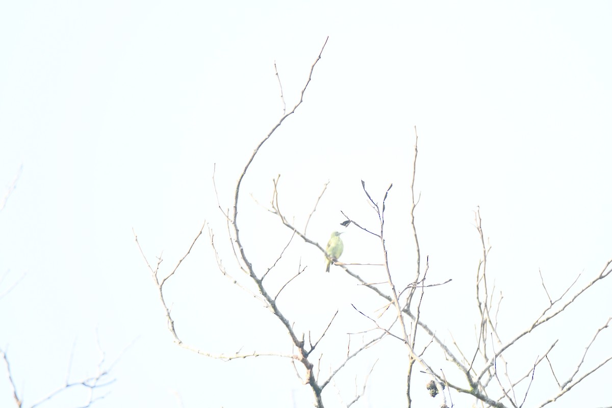 Red-legged Honeycreeper - ML646162010