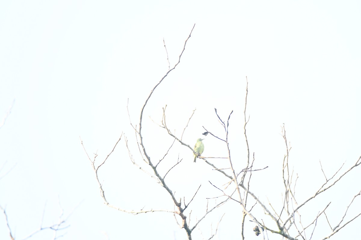 Red-legged Honeycreeper - ML646162011