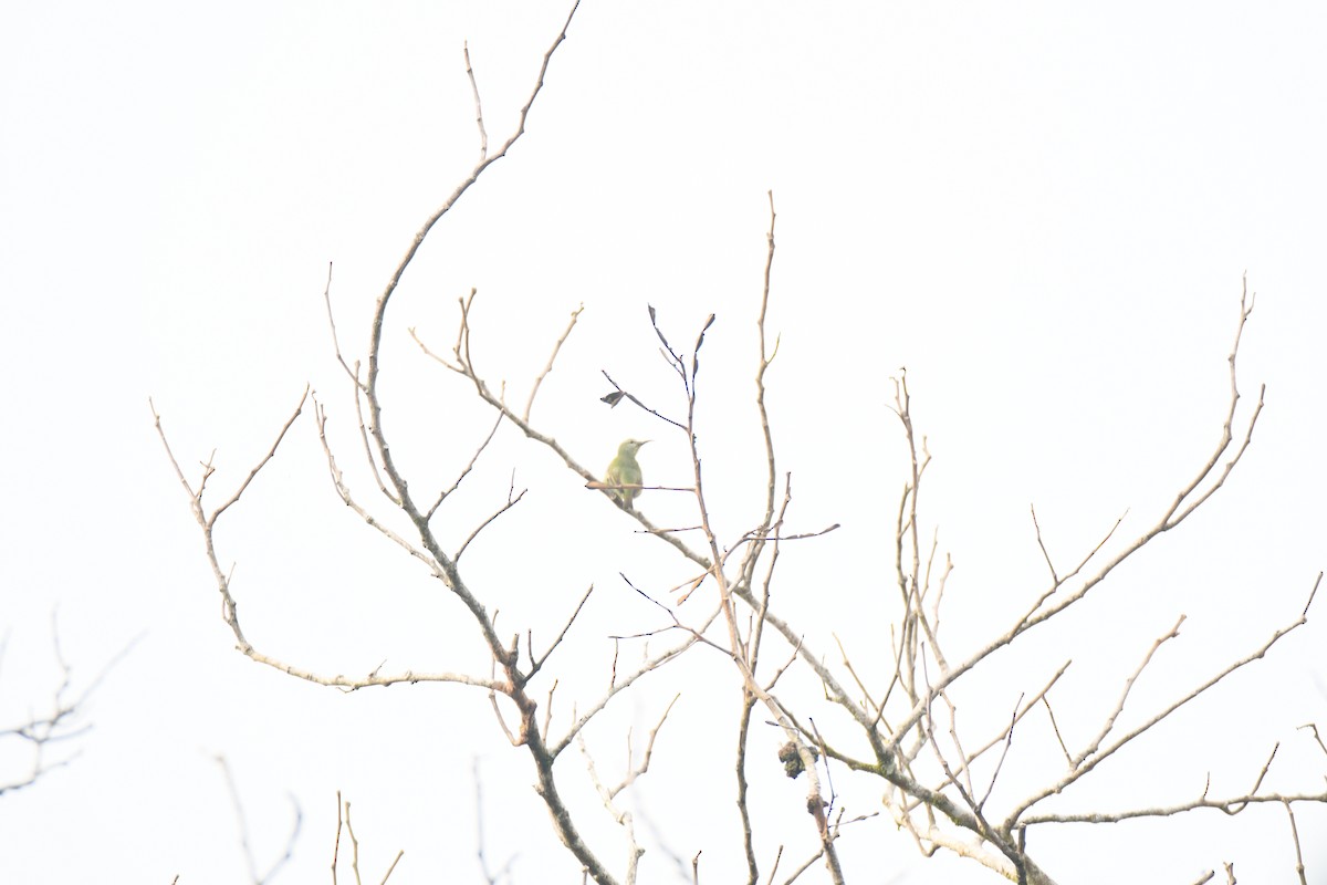 Red-legged Honeycreeper - ML646162012