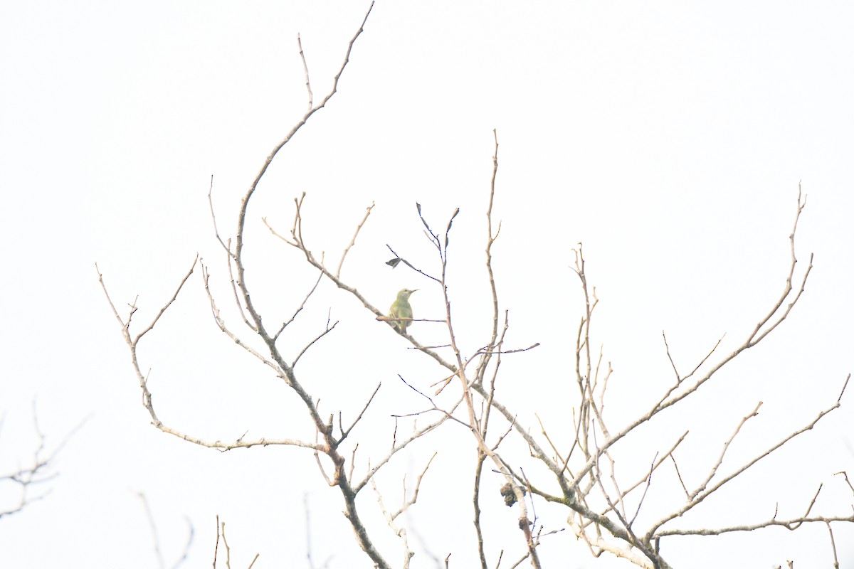 Red-legged Honeycreeper - ML646162013