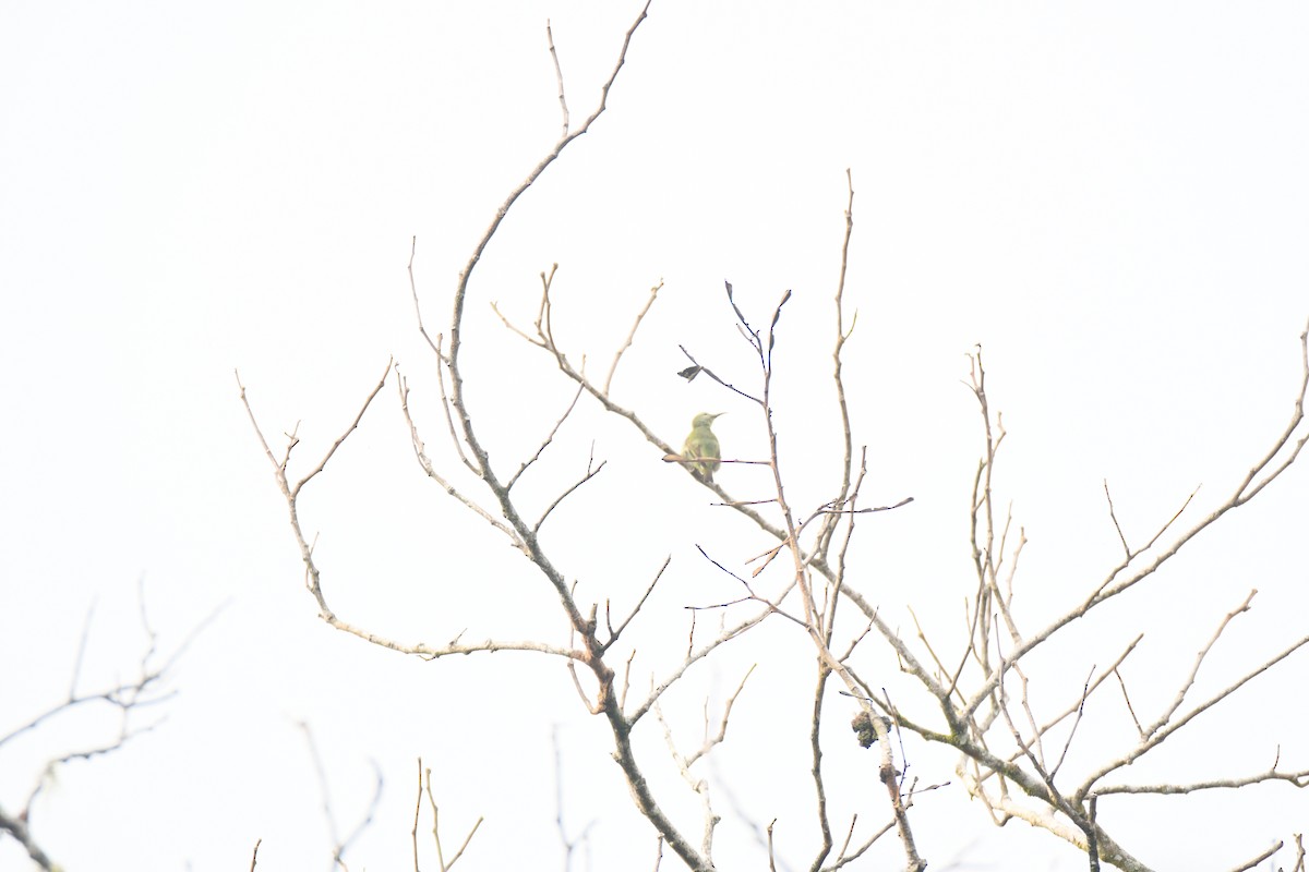 Red-legged Honeycreeper - ML646162014