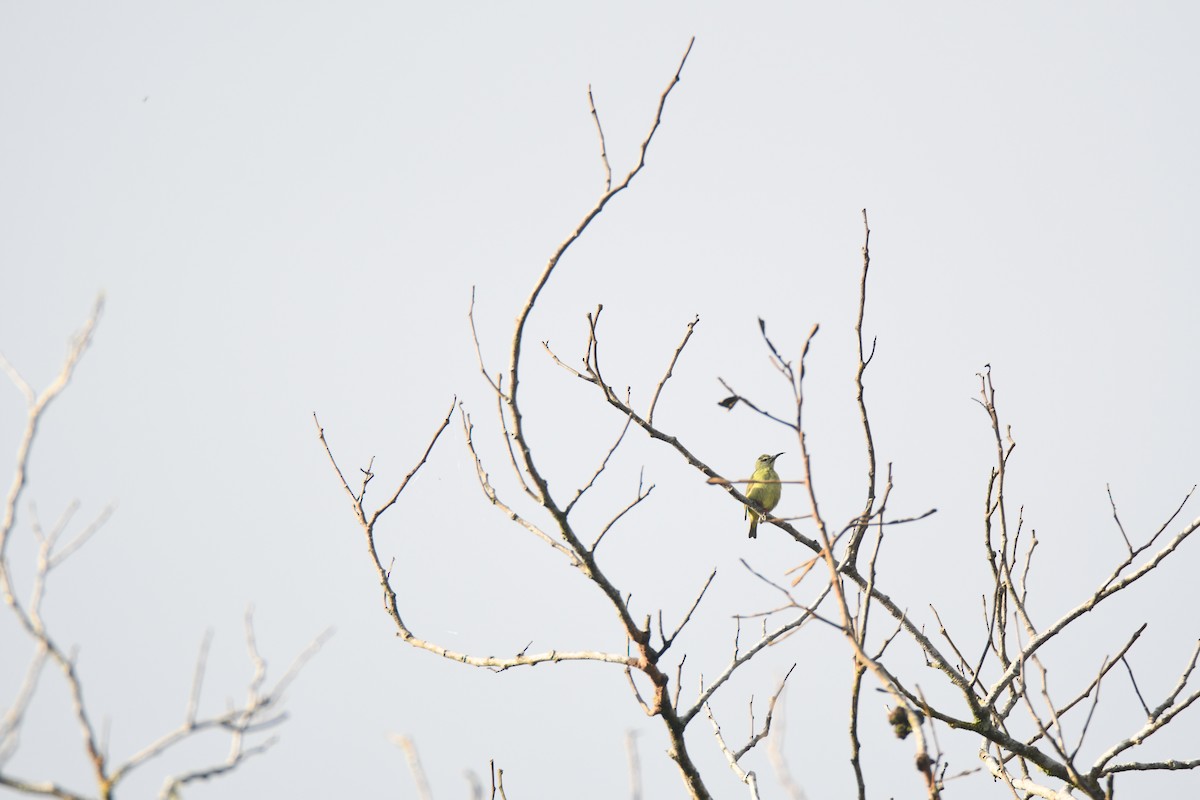 Red-legged Honeycreeper - ML646162015
