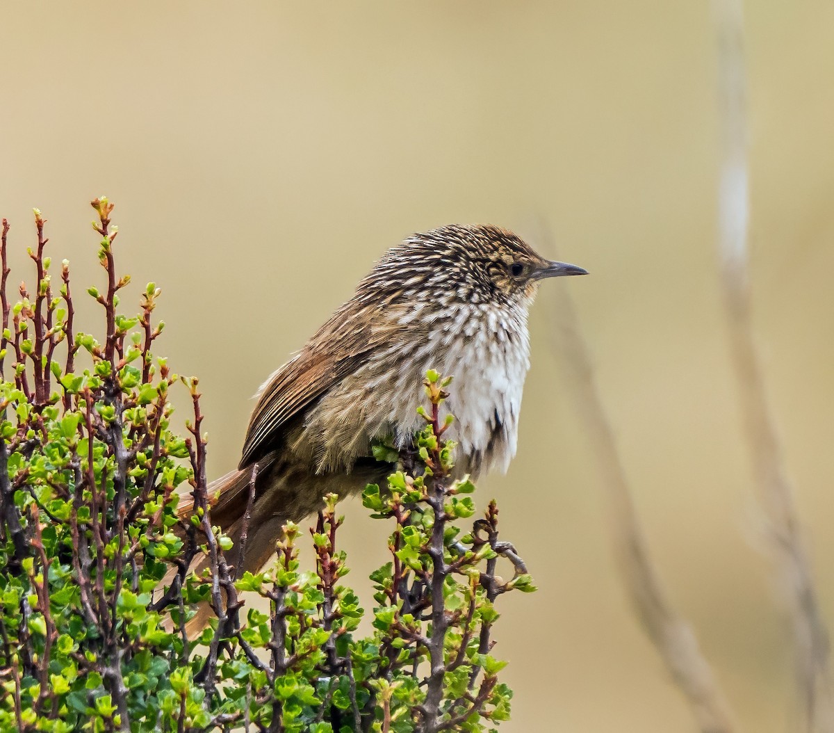 Junin Canastero - ML646162033