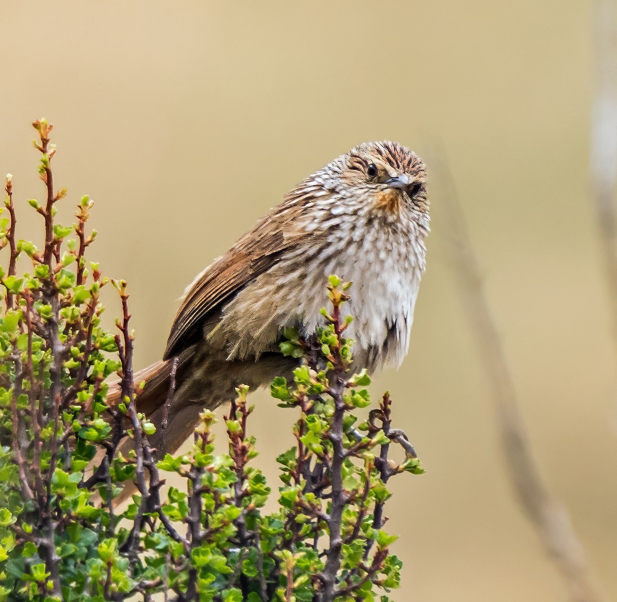 Junin Canastero - ML646162034