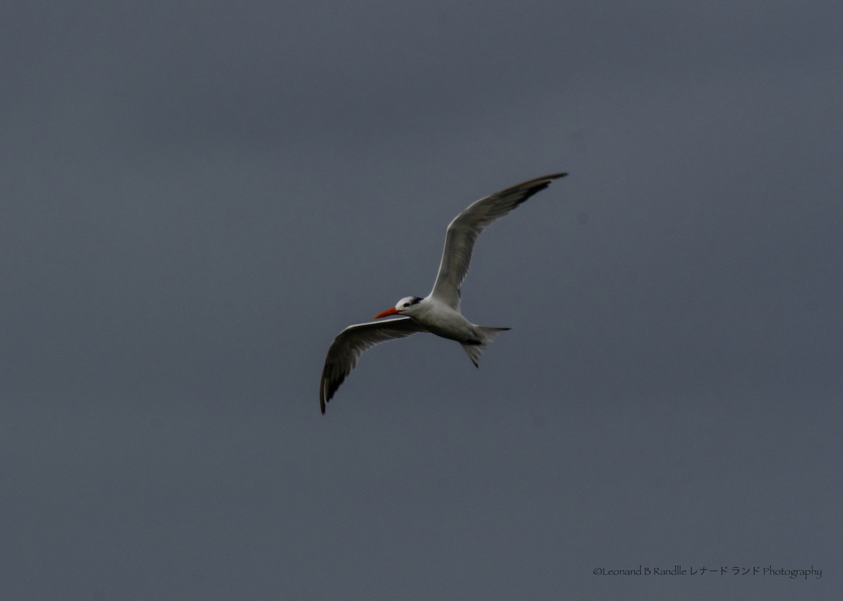 Royal Tern - ML646162040