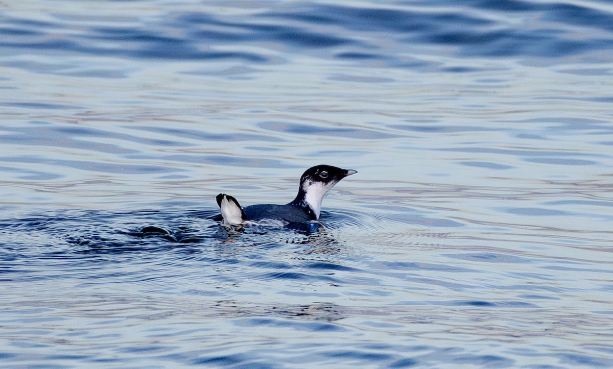 Ancient Murrelet - ML646162041
