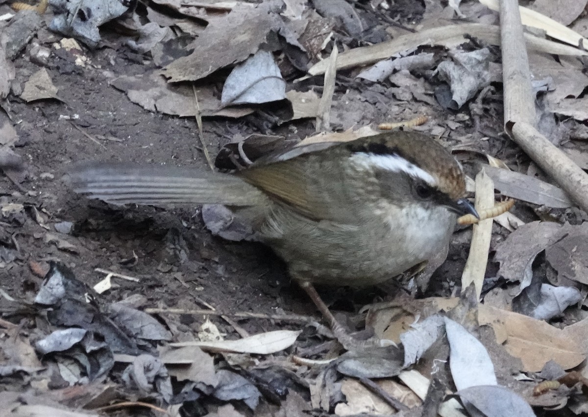 Rusty-capped Fulvetta - ML646162042