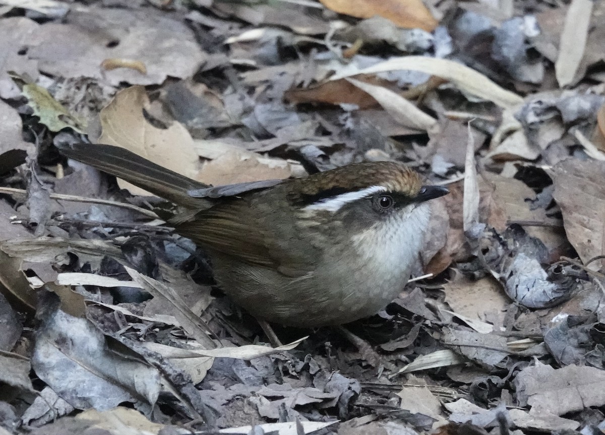 Rusty-capped Fulvetta - ML646162043