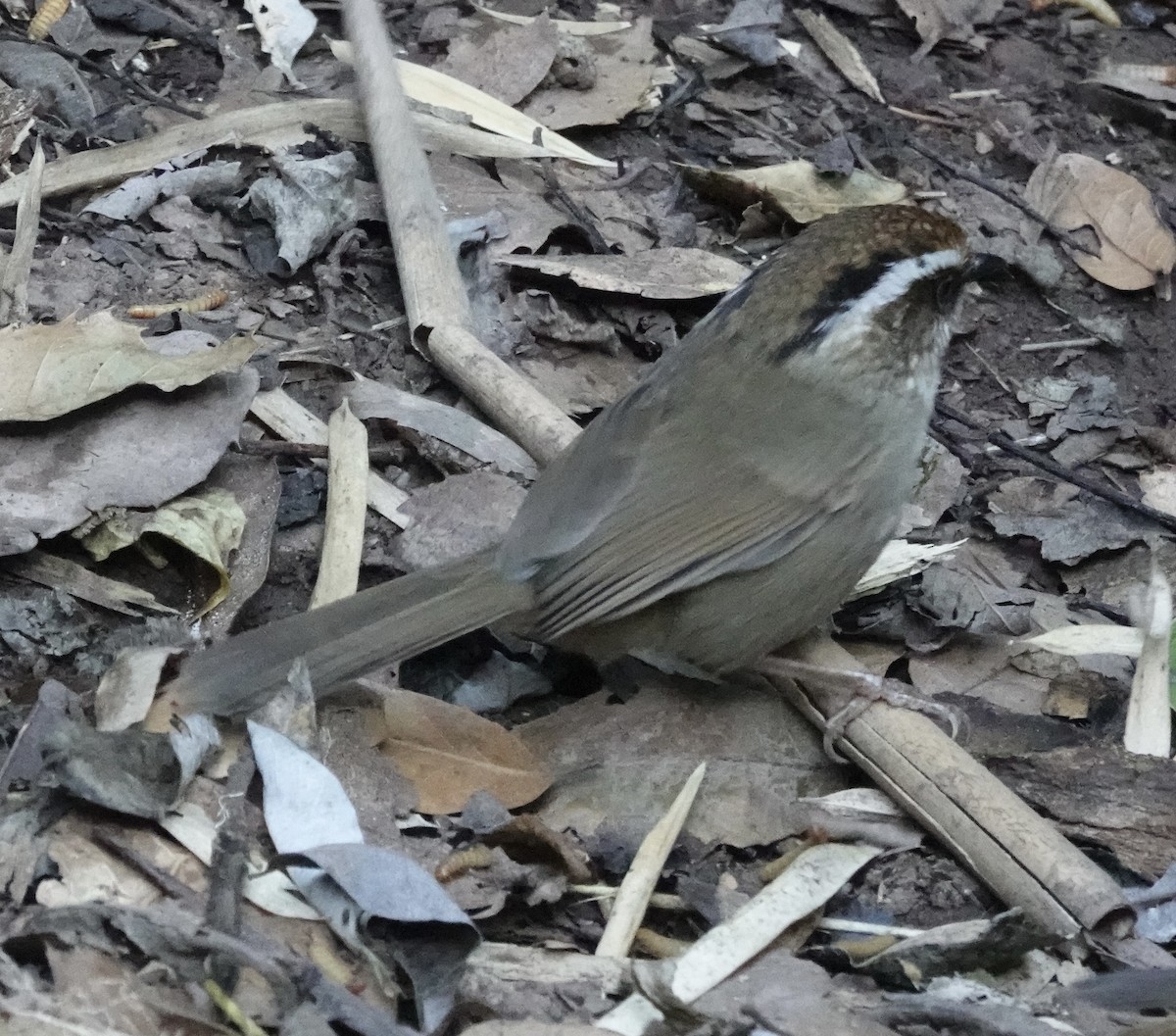 Rusty-capped Fulvetta - ML646162044
