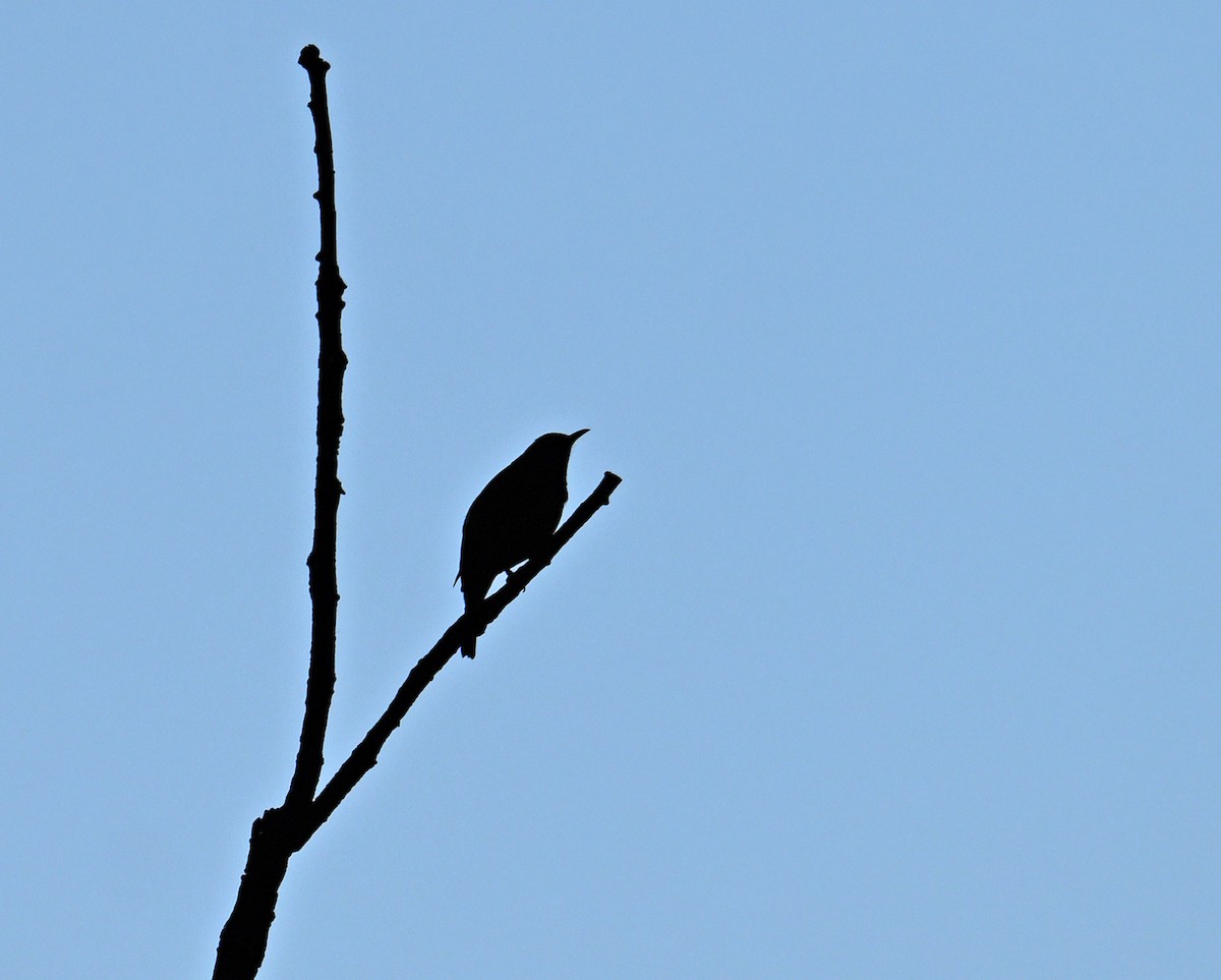 Orange-bellied Leafbird - ML646162045