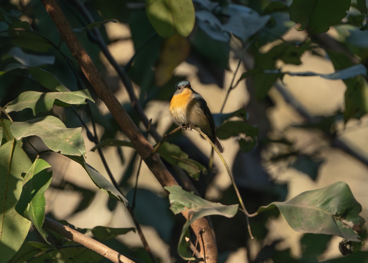 Tickell's Blue Flycatcher - ML646162046