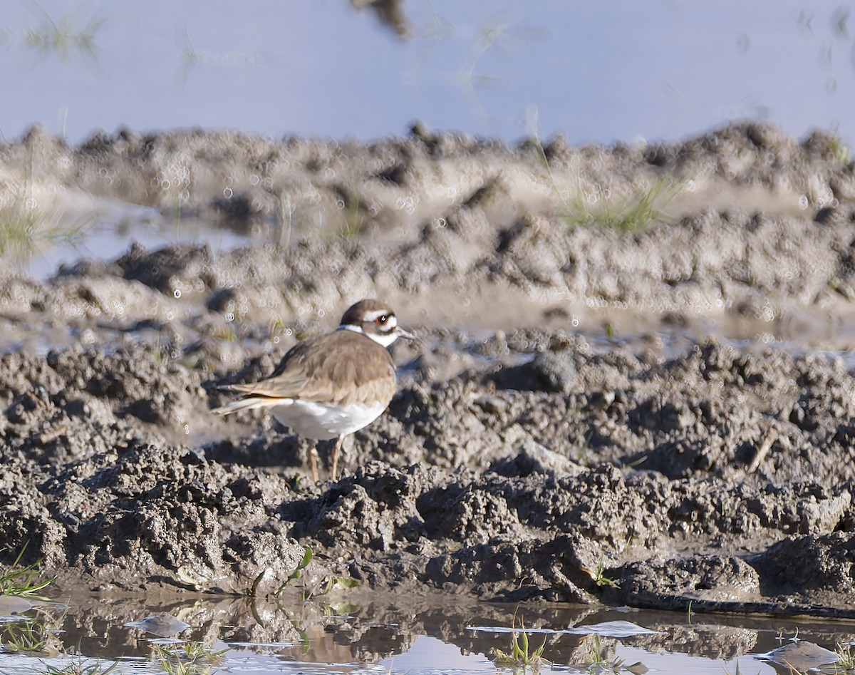 Killdeer - ML646162047