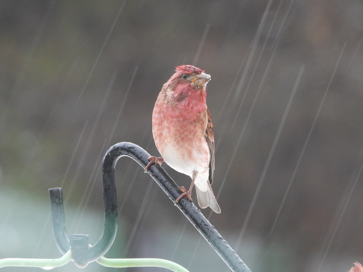 Purple Finch - ML646162048
