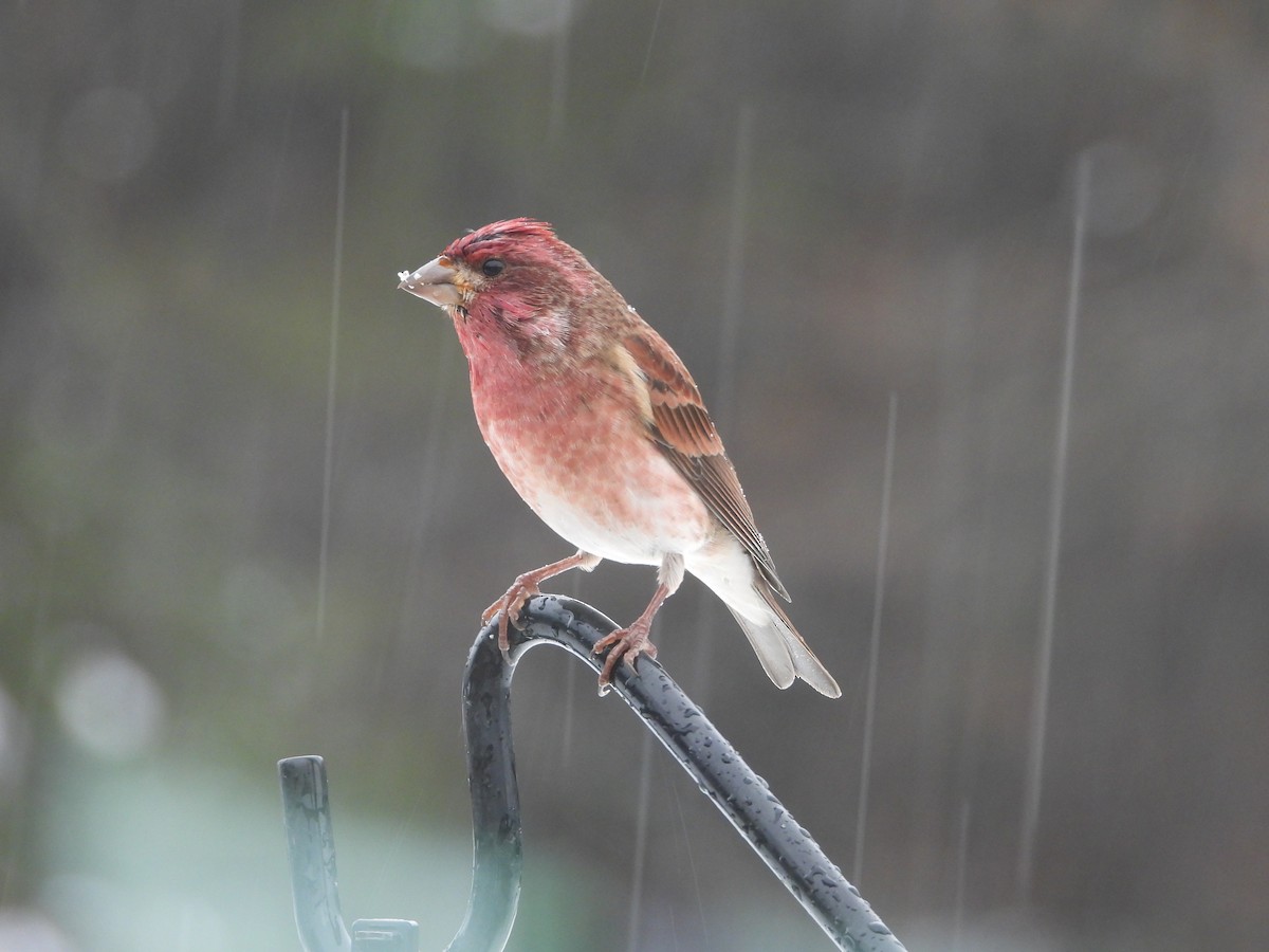Purple Finch - ML646162049