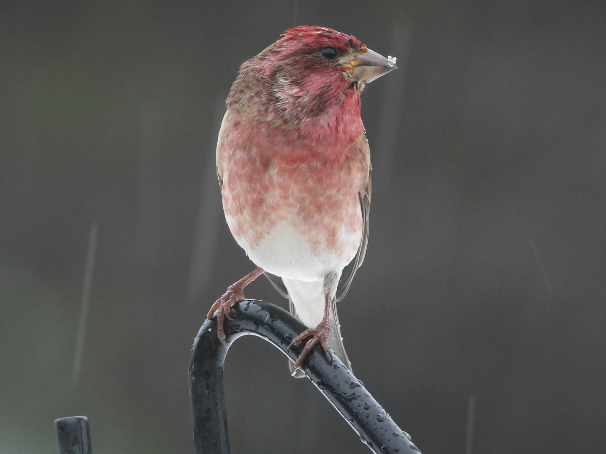 Purple Finch - ML646162050