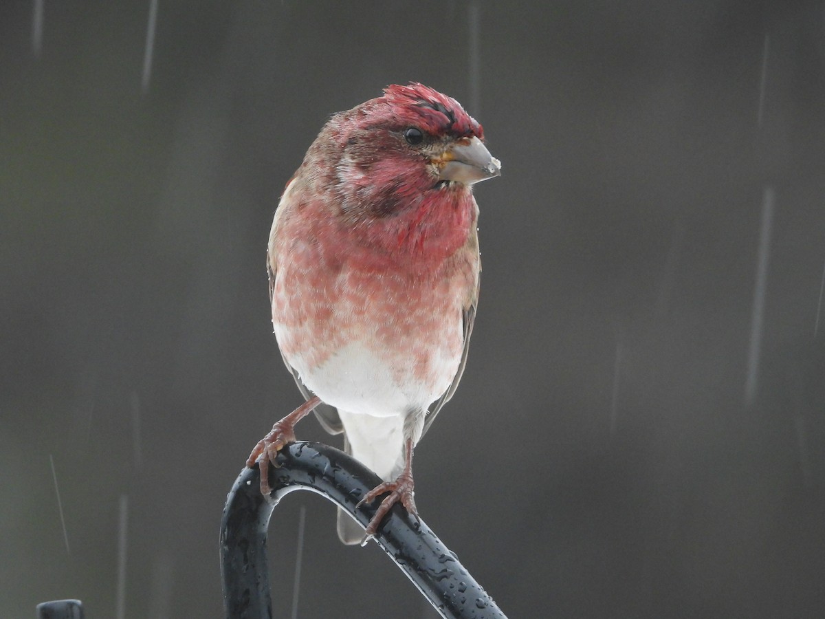 Purple Finch - ML646162051