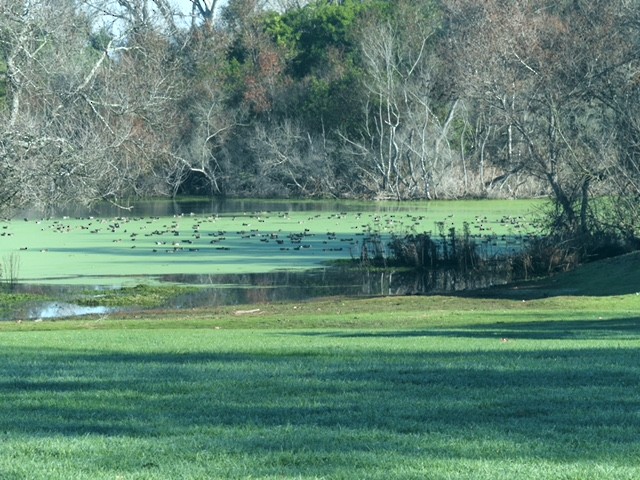 Gadwall - ML646162052