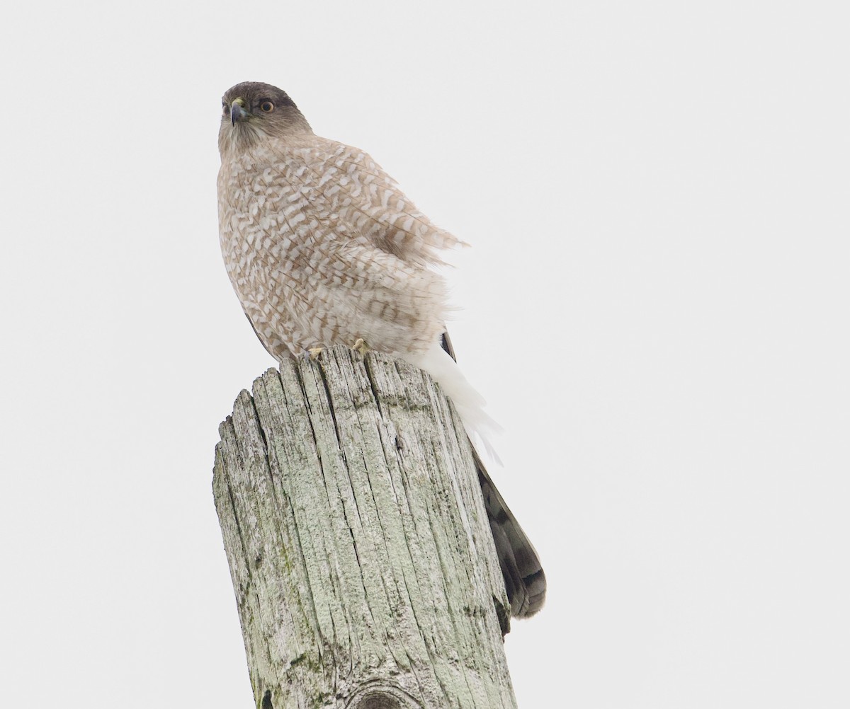 Cooper's Hawk - ML646162054