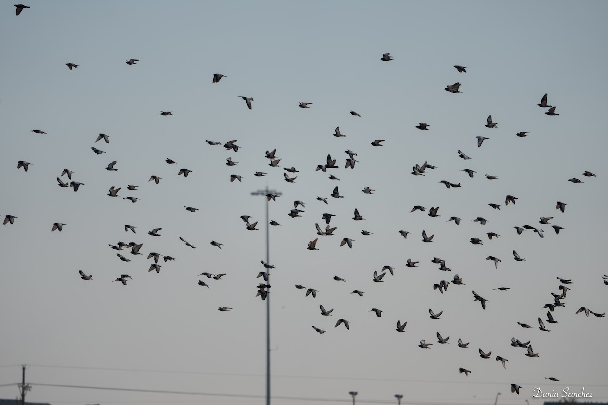 Rock Pigeon (Feral Pigeon) - ML646162055