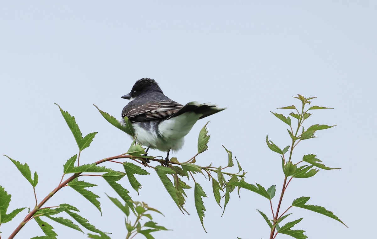 Eastern Kingbird - ML646162056