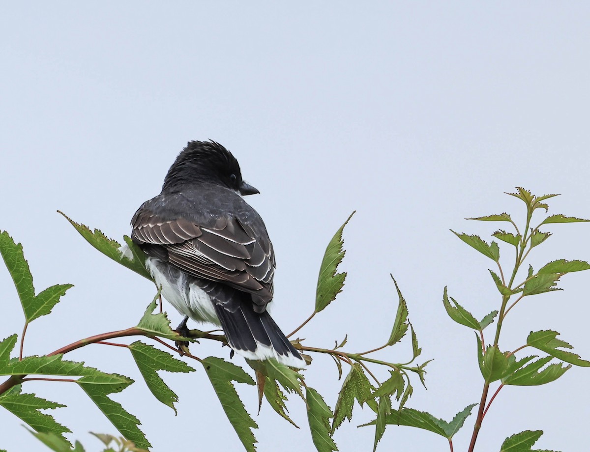 Eastern Kingbird - ML646162057