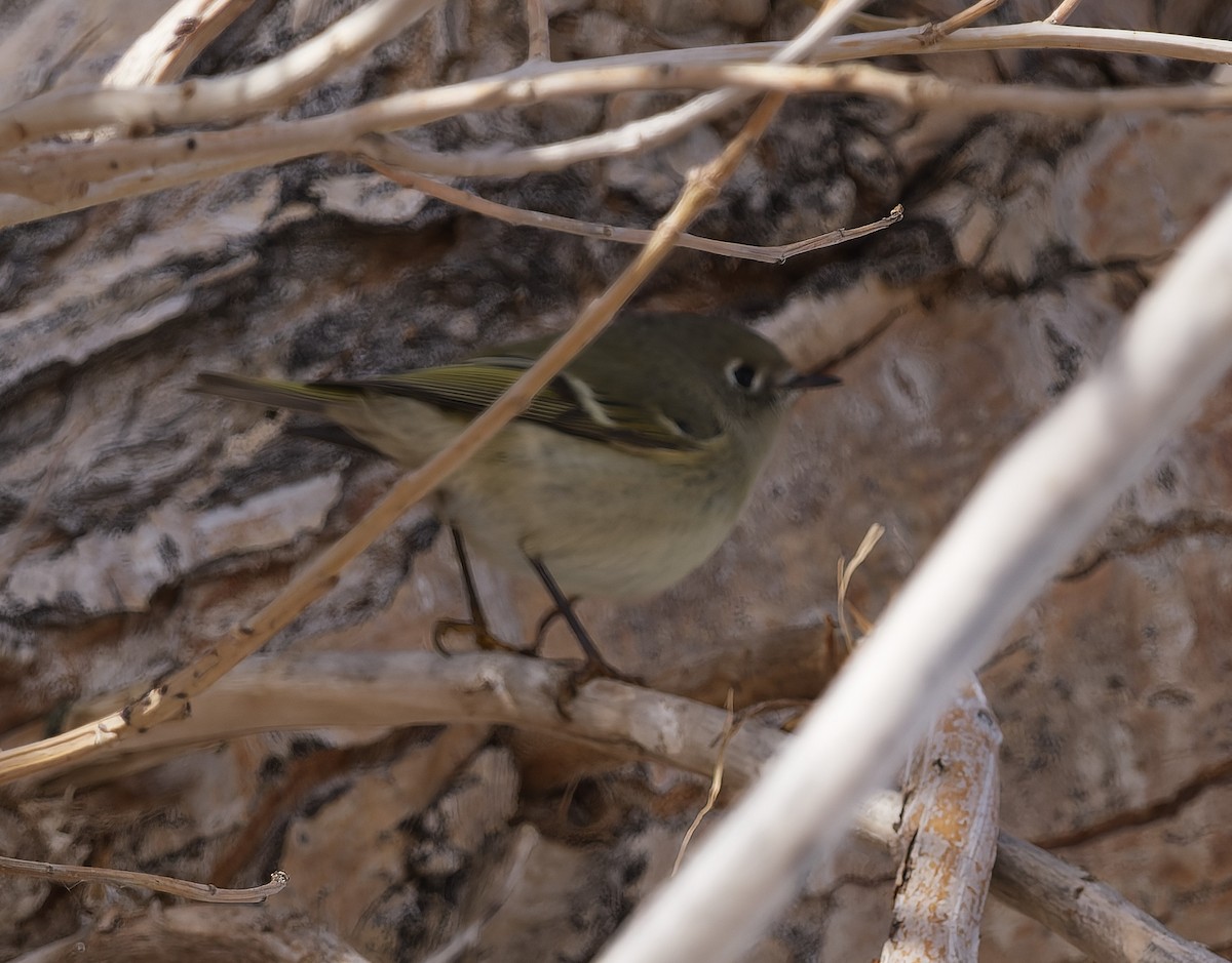 rubinfuglekonge - ML646162063