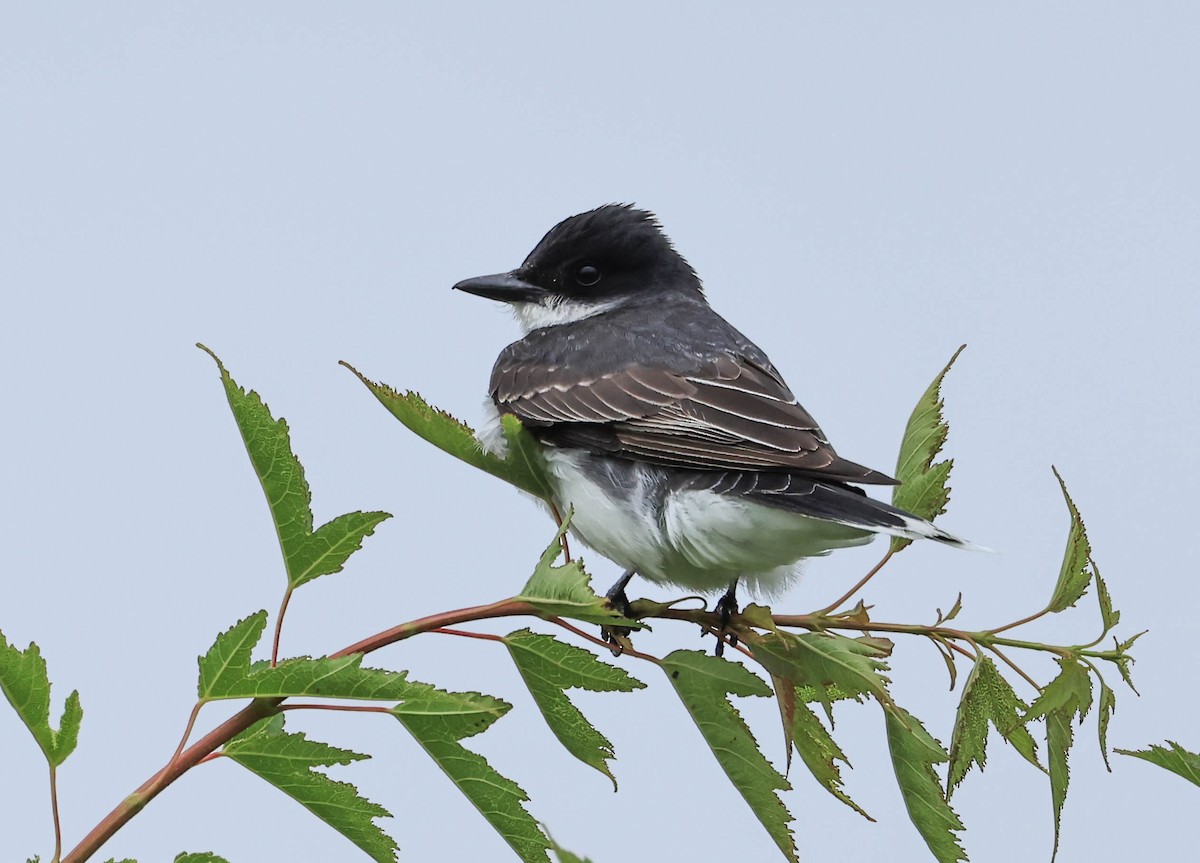 Eastern Kingbird - ML646162064