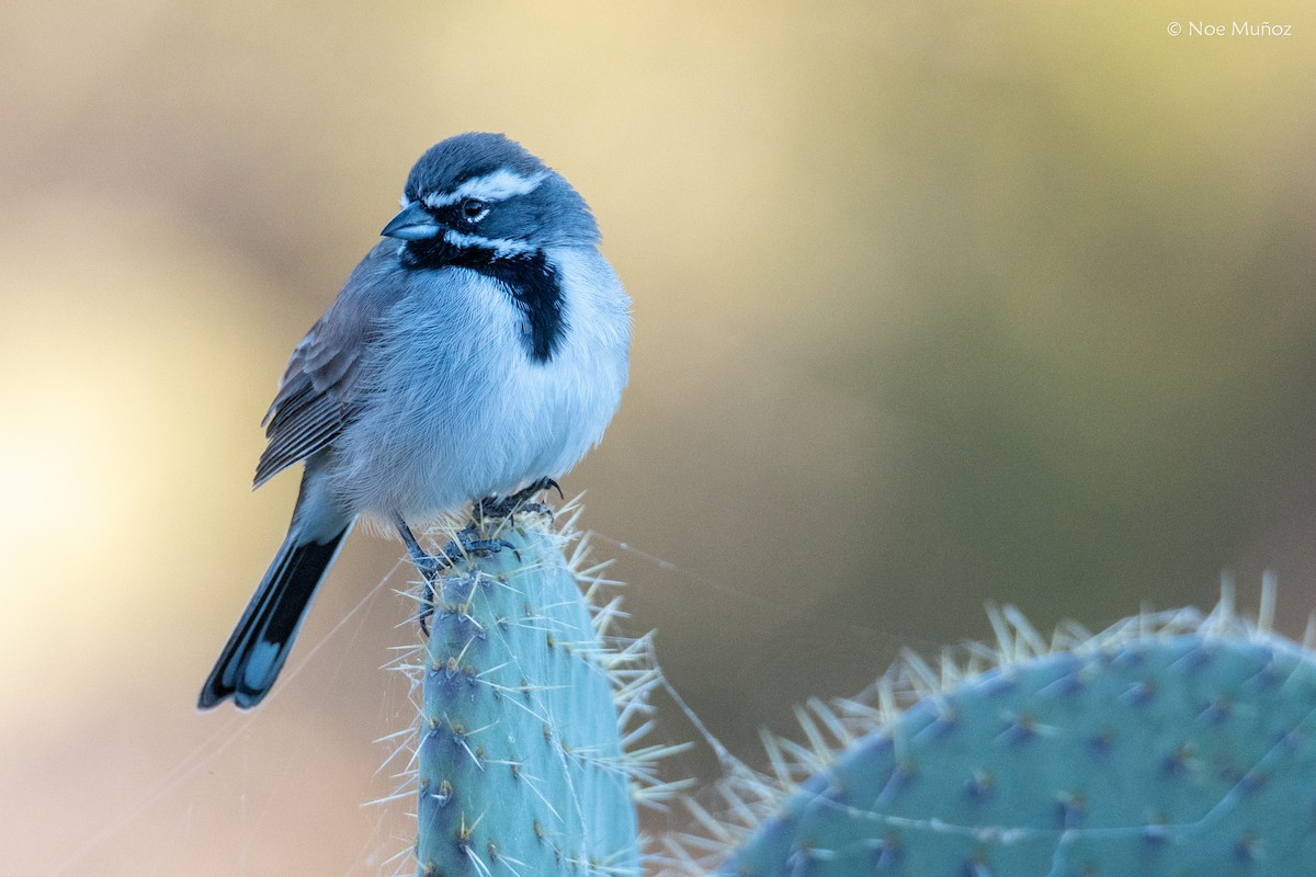 Black-throated Sparrow - ML646162065