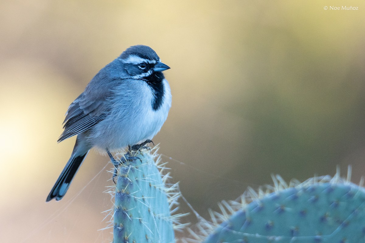 Black-throated Sparrow - ML646162066